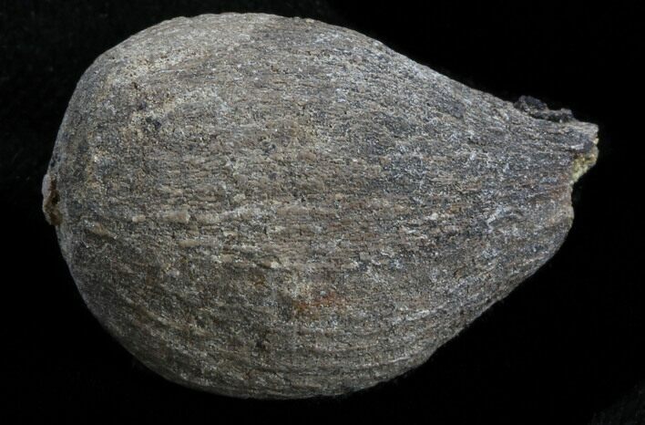 Cretaceous Palm Fruit Fossil - Hell Creek Formation #34516